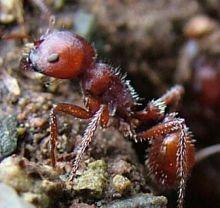Ants maintain Duroia hirsuta devil s