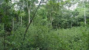 Scientific method Two saplings of a common Amazonian tree, Cedrela odorata, or Spanish cedar, were planted inside each Devil s garden near the base of a D.
