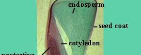Seed Structure Zygotes
