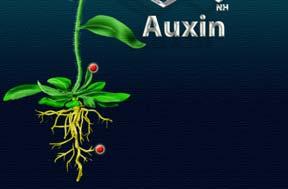 The most important auxin is indole-3-acetic acid (IAA).