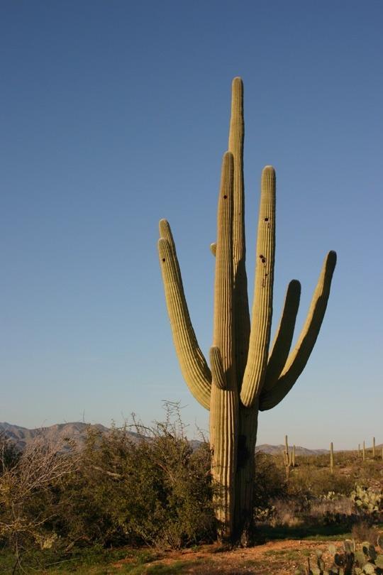 SAGUARO CACTUS Accordion folded stem is fleshy to store water Roots mostly less than 15cm deep but cover huge area 1 deep tap root Can absorb 750