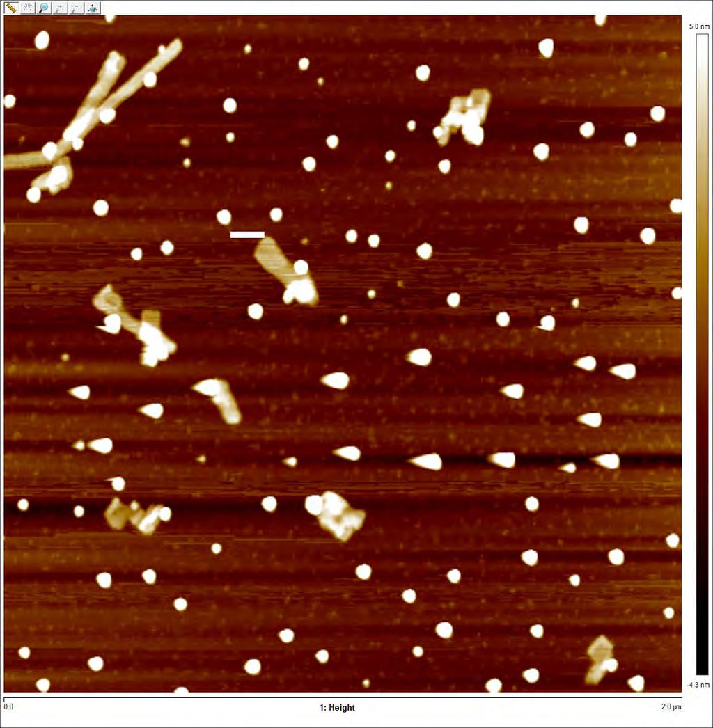 A. B. Fig. S28. AFM images of structures formed by products of the TAP-glucose reaction when mixed with CyCo6 (CA conjugated with hexaonic acid).