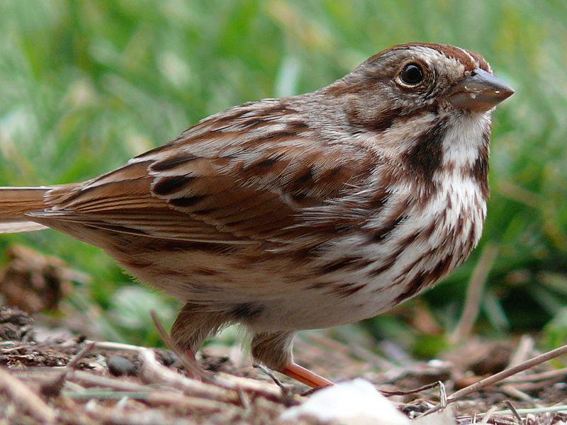Example 3: Analyzing count data with log- linear regression Number of offspring fledged by female song sparrows on Mandarte Island, BC. http://commons.wikimedia.