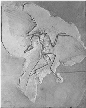 The Archaeopteryx Fossil Eight well-preserved fossil specimens have been discovered in fine-grained limestone in Germany (dated late Jurassic, about 150 million years ago).