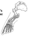 Forelimb Humerus (upper arm) Ulna Radius Carpals (wrist) Metacarpals (palm) Hind Limb Femur (thigh) Fibula Tibia Tarsals (ankle) Metatarsals