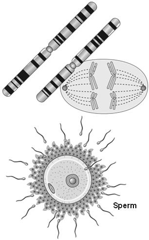 mutations Polyploidy Aneuploidy Egg