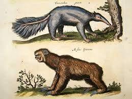 Station 10: Darwin s Evidence #7 - The Succession of Types Evolution of the Armadillo Versus Evolution of the Sloth Look at the different lineages of the armadillo and the sloth.