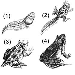 Life cycle of frog This is evidence that amphibians
