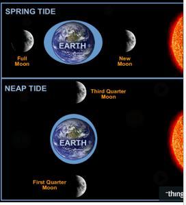 TIDES Earth and Moon Interaction The Earth is pulled to the Sun by gravity.