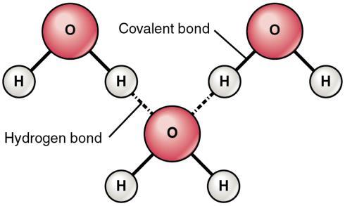 Comparative strengths of bonds) Importance of electron configuration (rule of 8) Enzymes Importance to living things Effects of enzymes on chemical reactions Lock and key model