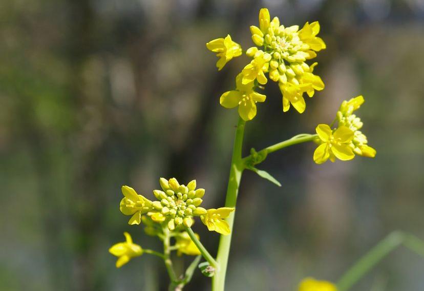 Field Mustard: Field mustard plants have evolved in response to an extreme, four-year-long drought in southern California, which some sources have linked to global warming.