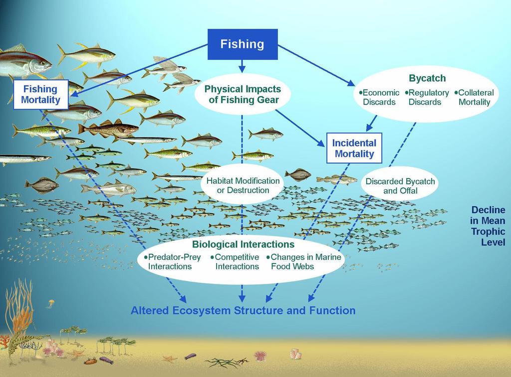 Fishing impacts on oceans: Not fishing impact but