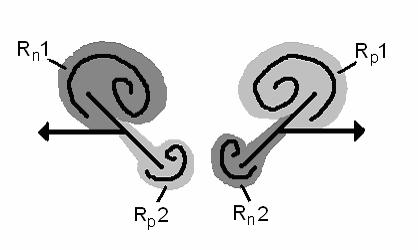 Fig. 21: Regions of positive and negative vorticity during the translation of two wings following clap and fling.