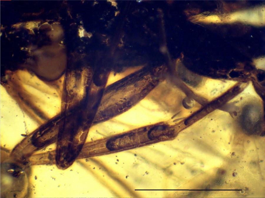 Life: The Excitement of Biology 1 (3) 163 Cretaceous ants are found. The Goldsboro Black Creek Formation is Campanian in age (Mickle 1996).