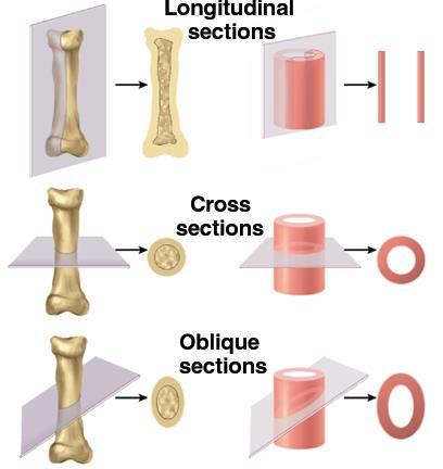 Longitudinal section tissue cut along longest direction of organ Cross section tissue cut