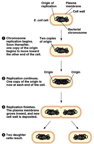 Bacterial cell