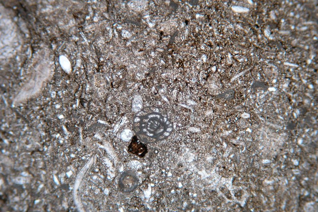 Skeletal Allochems Foraminifera: common constituents in all muddy limestones.