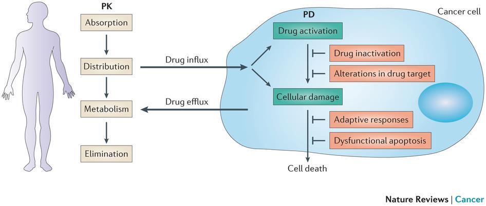 In vitro and in vivo ADME/TOX models ADME is an abbreviation in pharmacokinetics and pharmacology for adsorption, distribution, metabolism and excretion" and it describes the positioning of a