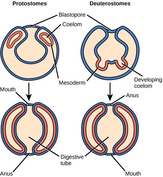 Eucoelomates can be divided into two groups, protostomes and deuterostomes, based on their early embryonic development.