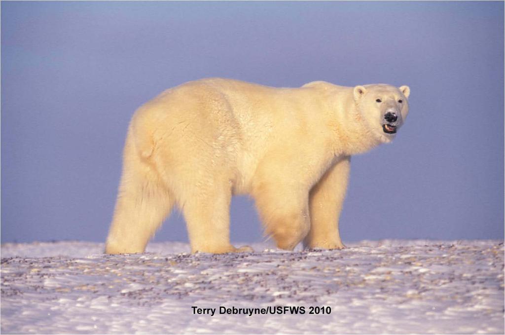 Polar bears have not been harmed by sea ice declines in summer the