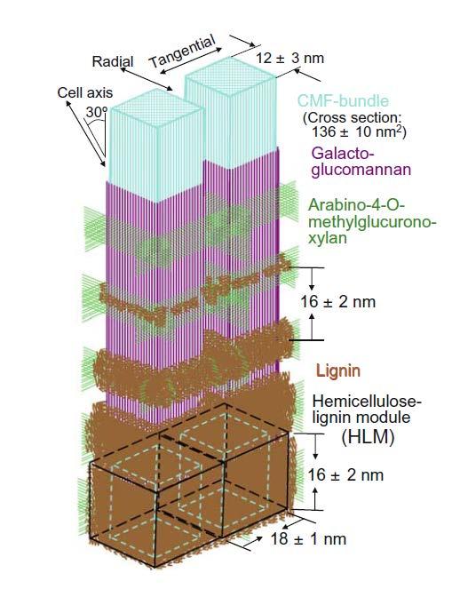 Cell wall of plants have cellulose, lignin and a collection of hemicelluloses. No chemical bonds between cellulose chains and other components. Hydrogen bonds everywhere in wood!