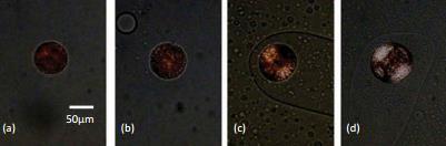 Cross-polarized images of a microparticle under various compressions.