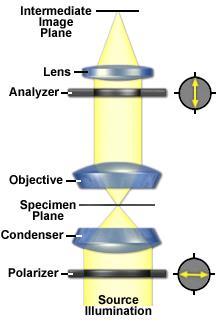 Figure. 4.1. Schematics of an optical transmission polarizing microscope with the sample kept in between crossed polarizers and on the specimen plate. Reproduced from [7], fig. 9.