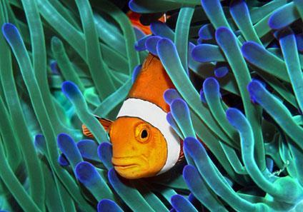 Anemone/Clownfish Clownfish