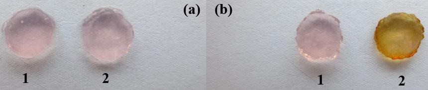 Figure S13. Photographs of (a) two pieces of agarose gels, and (b) both of them are subsequently exposed to air (free of HCHO, agarose gel 1) and 20 ppm HCHO (agarose gel 2) for 1 min.