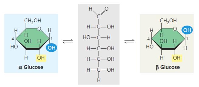 Polysaccharides are polymers composed of many sugar building blocks joined together by dehydration reactions.