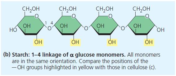 The structure a function of a polysaccharide are determined by its sugar monomers and by the positions of the glycosidic linkages.