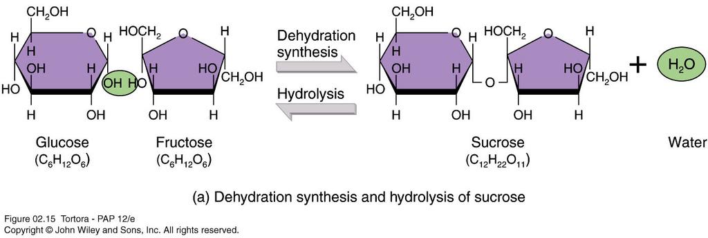 Disaccharides Combining 2 monosaccharides by dehydration synthesis releases a water molecule.