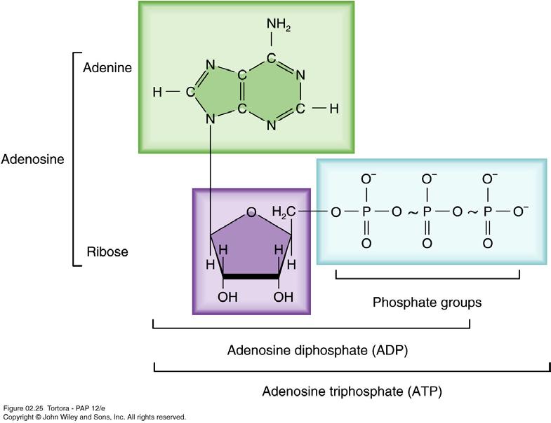 Adenosine Triphosphate (ATP) Temporary molecular storage of energy as it is