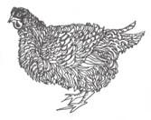 Session 1 3 2098645 C Art Code 2098645.AR1 Genetic information for a breed of chicken is shown below.