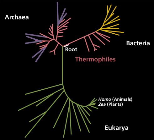 self-organization hardly support an emergence of life in the deep oceans of icy moons The fact that Earth s termophilic organisms found around hydrothermal vents are close to the root of the