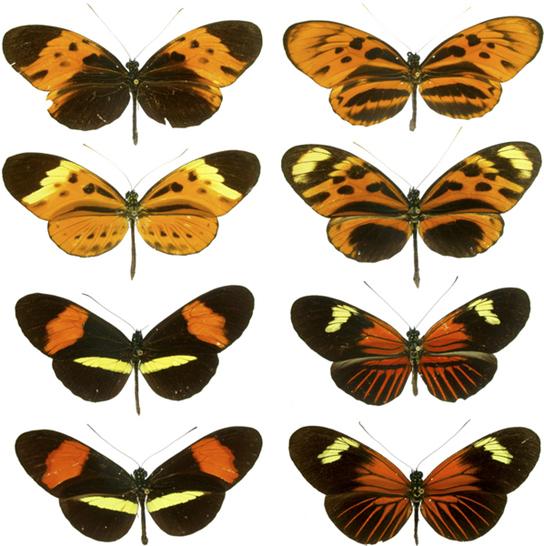 Several unpleasant-tasting butterfly species share a similar color