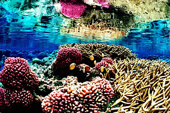 Coral is the foundation species of