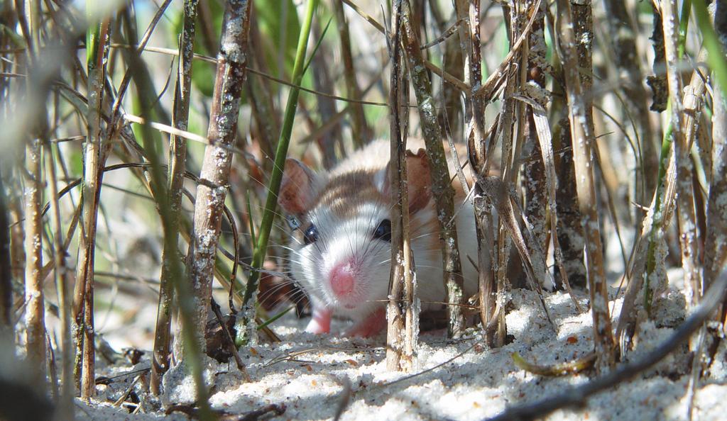 Evolution, the Themes of Biology, and Scientific Inquiry 1 Figure 1.1 What can this beach mouse (Peromyscus polionotus) teach us about biology? Key Concepts Inquiring About Life 1.