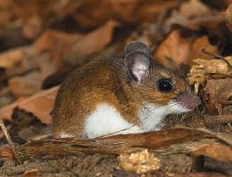 It was logical, therefore, for Francis Bertody Sumner, a naturalist studying populations of these mice in the 1920s, to form the hypothesis that their coloration patterns had evolved as adaptations