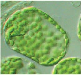 Each tissue is a group of cells that work together, performing a specialized function. The leaf shown here has been cut on an angle.
