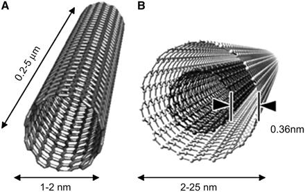 Carbon Nanotubes Structures Conceptual diagram of single-walled carbon nanotube (SWCNT) (A) and multi-walled carbon nanotube (MWCNT) (B) delivery systems