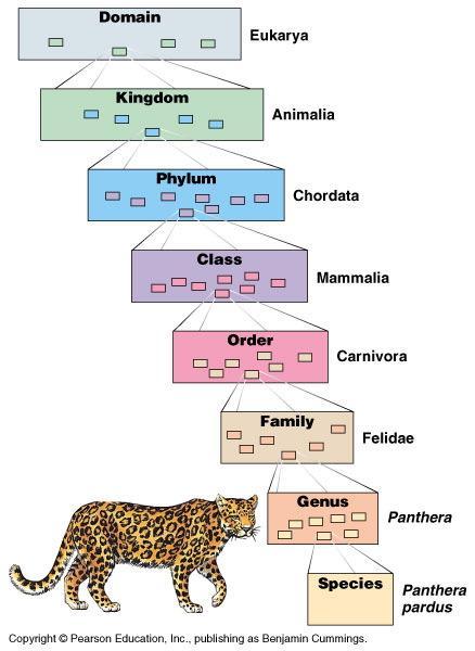 Homo sapiens Mnemonic: DUMB KING PHILIP CAME OVER FOR GOOD SOUP Domain is the broadest: Archaea, Bacteria, & Eukarya Archaea