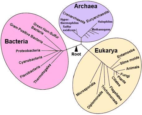 Protista unicellular aquatic eukaryotes; may be autotrophic or heterotrophic Fungi multicellular decomposers (except for