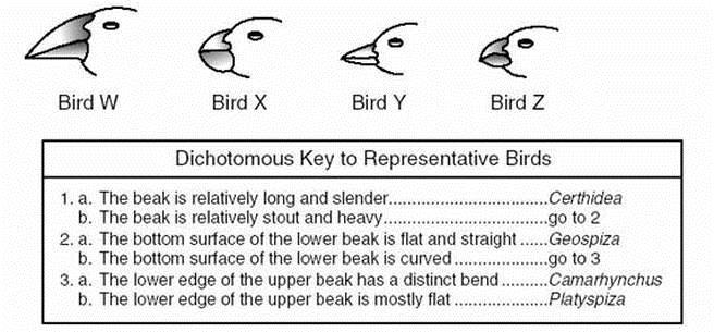 NAME pg. 2 Using a Dichotomous Key a dichotomous key may be used to sort organisms into correct taxonomic groupings using yes or no statements.