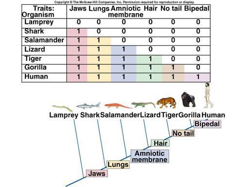 These evolutionary relationships can be shown using a cladogram (aka phylogenetic tree).