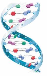 DNA Genetic Information in all cells Deoxyribonucleic Acid DNA contains instructions for traits GENES Make the