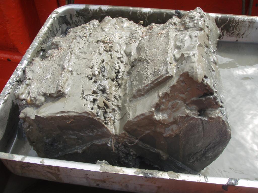 Authority 2011) Muddy surface sediment sample