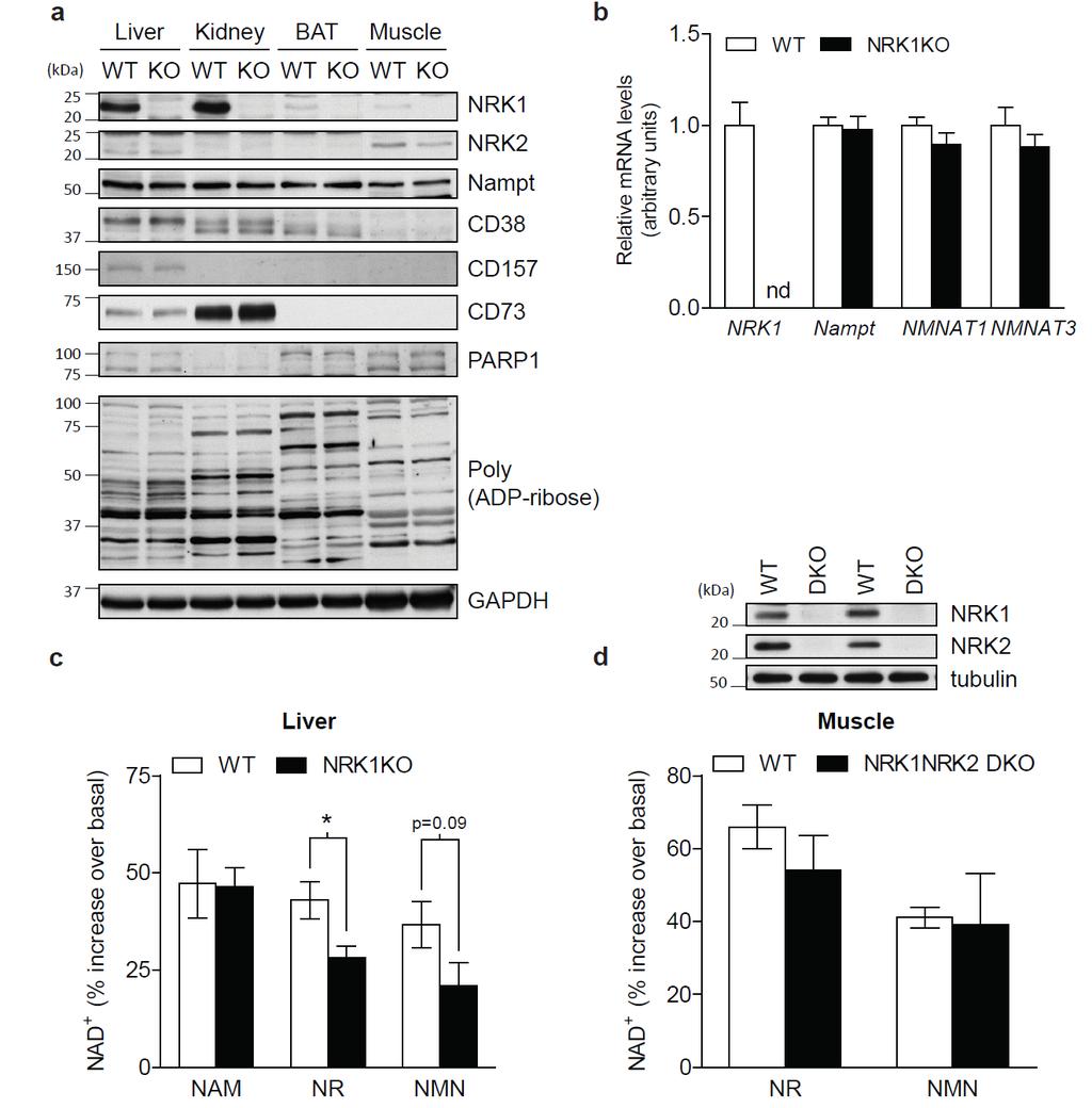 Supplementary Figure 3 Supplementary Figure 3. NRK1KO mouse validation and NAD + in vivo metabolism in NRK1 defective mice.