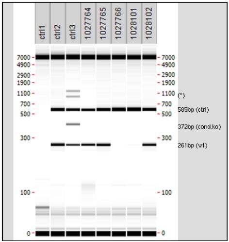 The amplification of the internal control fragment - 585bp (ctrl) - with oligos 1260_1 and 1260_2 confirms the presence of DNA in the PCR reactions (amplification of the CD79b wildtype allele, nt