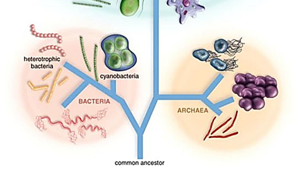 roles:, such as cyanobacteria : decomposers that break down dead material.